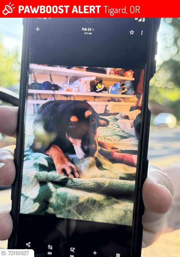 Lost Male Dog last seen Pine st. And 75th in Metzger, Tigard, OR 97223