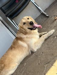 Reunited Male Dog last seen County rd 175 E, Pearland, TX 77584