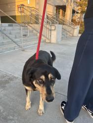 Reunited Female Dog last seen Julian ave, San Diego, CA 92113