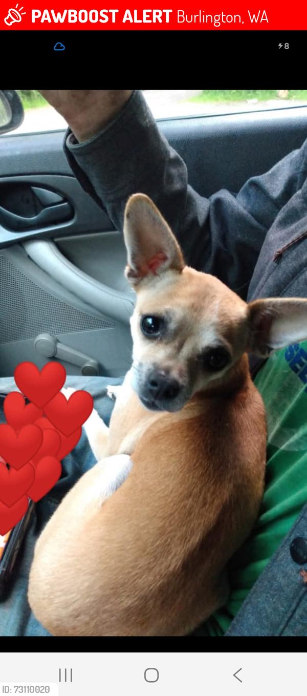 Lost Female Dog last seen Greenleaf Ave Burlington Washington, Burlington, WA 98233