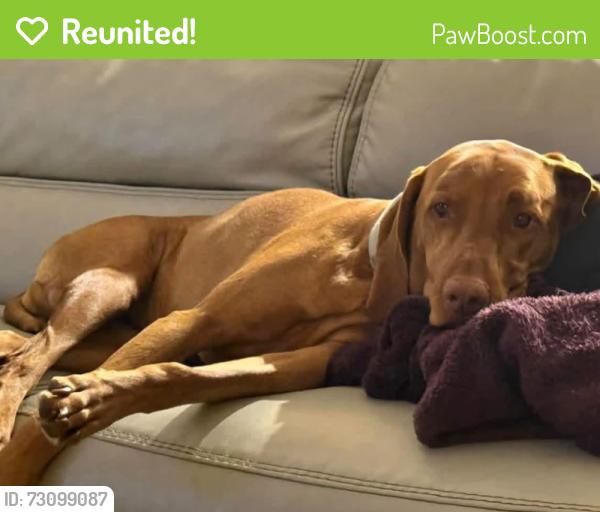 Reunited Female Dog last seen El Dorado Hills Blvd and Governor Drive, El Dorado Hills, CA 95762