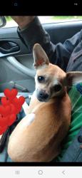 Lost Female Dog last seen Greenleaf Ave Burlington Washington, Burlington, WA 98233
