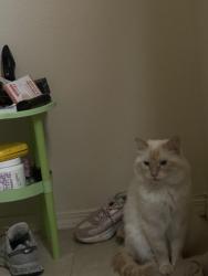 Reunited Male Cat last seen Del Norte, Victorville, CA 92395