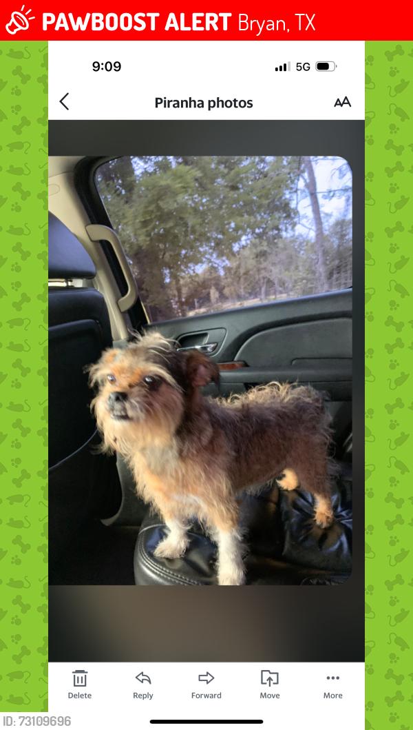 Lost Female Dog last seen 28th & Virginia, Bryan,TX, Bryan, TX 77803