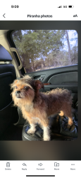 Lost Female Dog last seen 28th & Virginia, Bryan,TX, Bryan, TX 77803