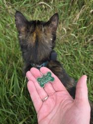 Found/Stray Unknown Cat last seen Wintercrest Park ball field, Coon Rapids, MN 55433
