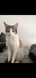 Lost Female Cat last seen Taylors rd, Fraser Rise, VIC 3336