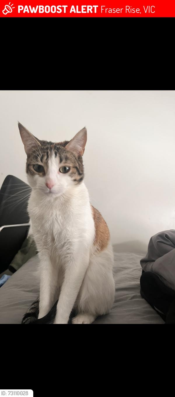Lost Female Cat last seen Taylors rd, Fraser Rise, VIC 3336
