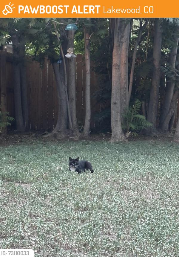 Found/Stray Unknown Cat last seen 16th and Eaton, Lakewood, Lakewood, CO 80214