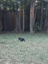 Found/Stray Unknown Cat last seen 16th and Eaton, Lakewood, Lakewood, CO 80214