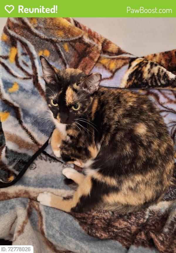 Reunited Female Cat last seen Voltaire, Moltere, Angelique, Houston, TX 77065