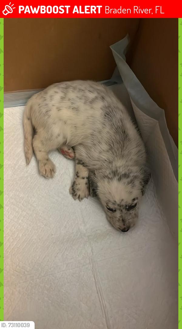Lost Unknown Dog last seen By de Sam’s Club, aprox, Braden River, FL 34203