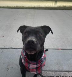 Reunited Female Dog last seen Near Ironbark Dr, Arlington, TX 76018, USA, Arlington, TX 76018