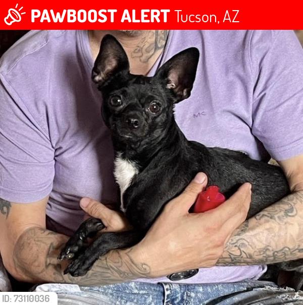 Lost Male Dog last seen Irvington Rd and Mountain, Tucson, AZ 85706