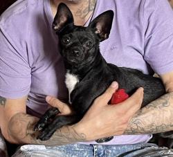 Lost Male Dog last seen Irvington Rd and Mountain, Tucson, AZ 85706