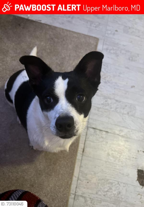 Lost Female Dog last seen Cross walk, Upper Marlboro, MD 20772