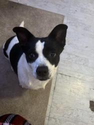 Lost Female Dog last seen Cross walk, Upper Marlboro, MD 20772