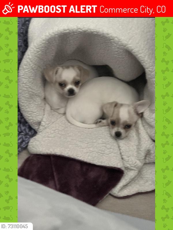 Lost Male Dog last seen Mi Pueblo Market, Commerce City, CO 80022