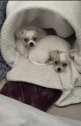 Lost Male Dog last seen Mi Pueblo Market, Commerce City, CO 80022