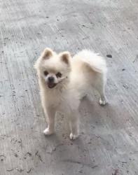 Reunited Male Dog last seen Darrington, Horizon City, TX 79928