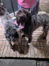 Reunited Unknown Dog last seen Sweet Forest Pine Green, Humble, TX 77346