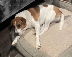 Reunited Male Dog last seen Morgan Hill, Temecula, CA 92592