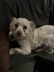 Reunited Male Dog last seen Near walker st , Philadelphia, PA 19136