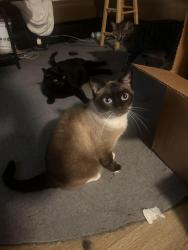 Reunited Female Cat last seen Vernon and Pennsylvania, University City, MO 63130