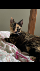 Lost Female Cat last seen Rockbridge road, Stone Mountain, GA 30087