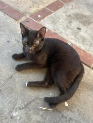 Found/Stray Unknown Cat last seen The mobile home after savers, Santa Clarita, CA 91321