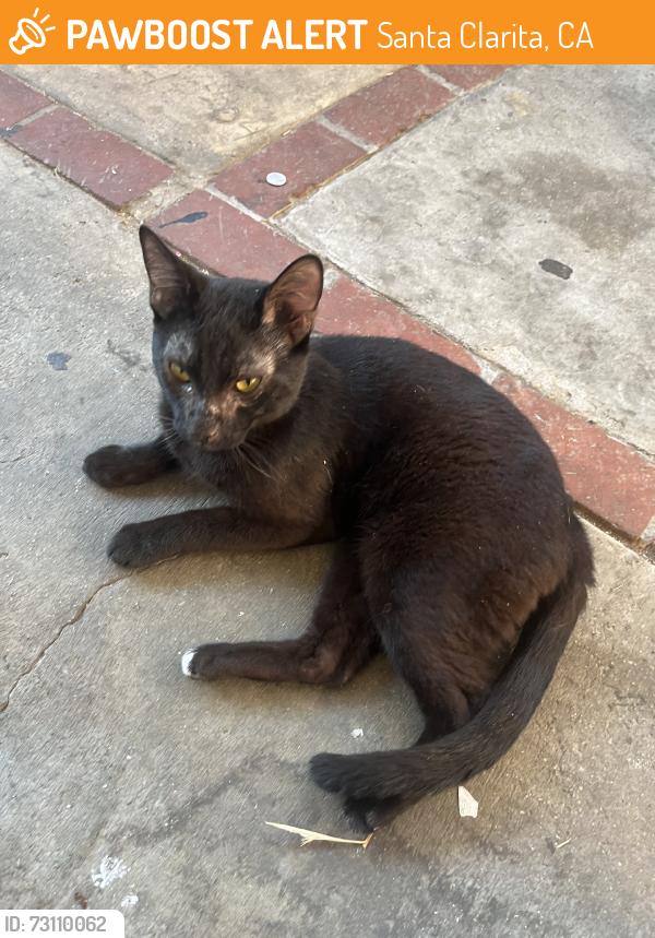 Found/Stray Unknown Cat last seen The mobile home after savers, Santa Clarita, CA 91321