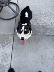 Reunited Unknown Dog last seen Deer Springs Way & Durango 89149, Las Vegas, NV 89149