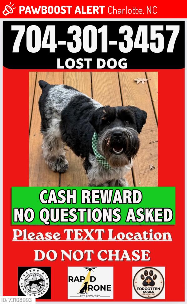 Lost Female Dog last seen Royden Place, Moreland Drive, Charlotte, NC 28226