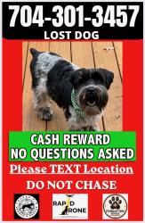 Lost Female Dog last seen Royden Place, Moreland Drive, Charlotte, NC 28226