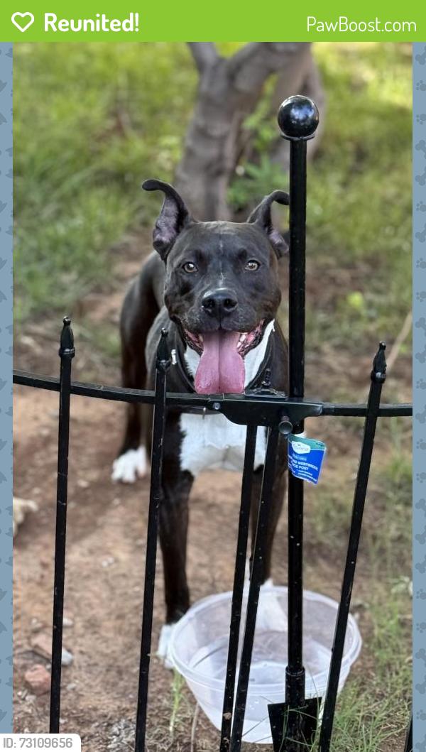 Reunited Male Dog last seen Las Meninas, Edmond, OK 73012