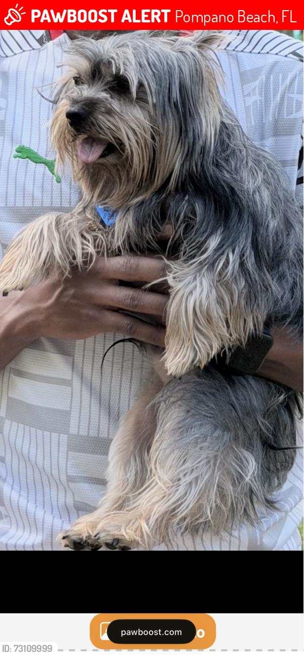 Lost Male Dog last seen Near Northeast 13th Avenue, Pompano Beach, FL., Pompano Beach, FL 33064