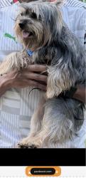 Lost Male Dog last seen Near Northeast 13th Avenue, Pompano Beach, FL., Pompano Beach, FL 33064