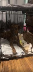 Reunited Male Dog last seen rugg st, Cincinnati, OH 45231