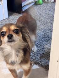 Reunited Female Dog last seen Tinker diagonal/ Se15 th epperly, Del City, OK 73115