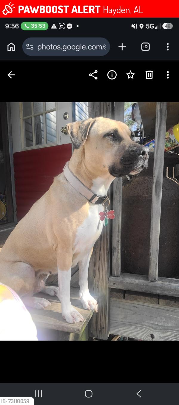 Lost Female Dog last seen Armstrong loop, Hayden, AL 35079