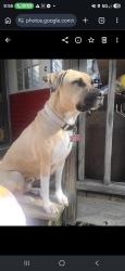 Lost Female Dog last seen Armstrong loop, Hayden, AL 35079
