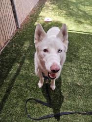 Shelter Stray Female Dog last seen Near Poway Road, Poway, CA, 92064, Escondido, CA 92027, USA