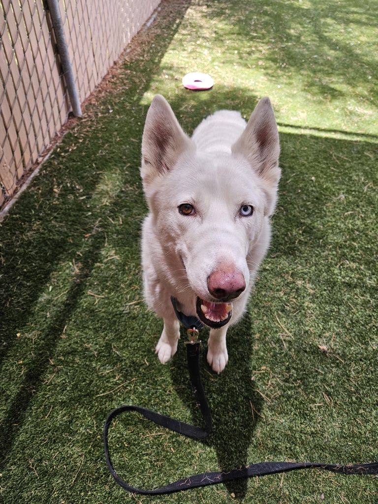 Shelter Stray Female Dog last seen Near Poway Road, Poway, CA, 92064, Escondido, CA 92027, USA