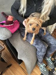 Reunited Female Dog last seen 38th st, Newport Beach, CA 92663
