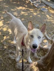 Shelter Stray Male Dog last seen Not Provided., San Diego, CA, 92113, 5500 Gaines St, San Diego, CA 92110, USA