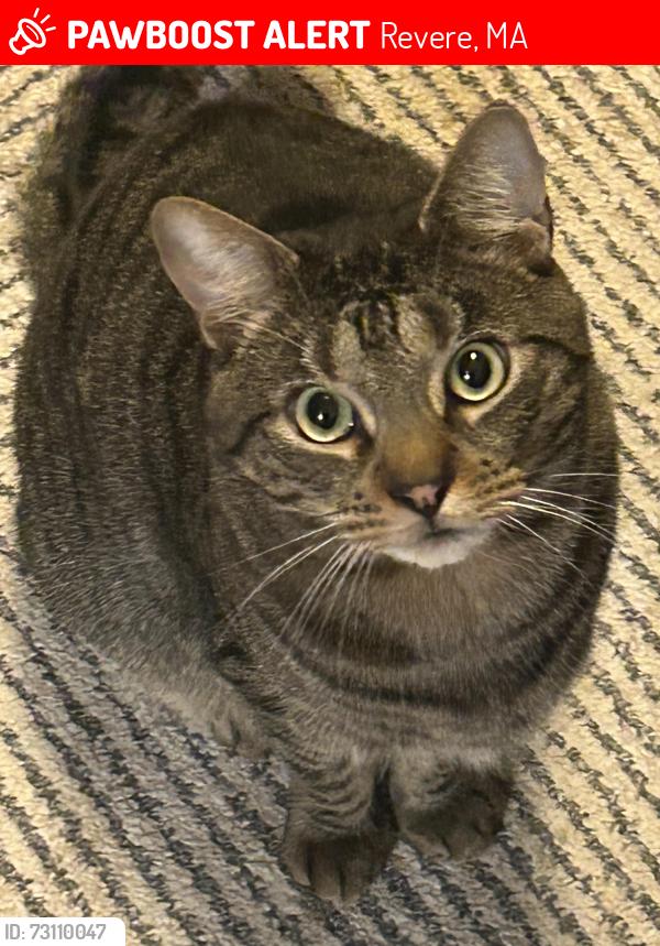 Lost Male Cat last seen Squire Road, Revere, MA 02151