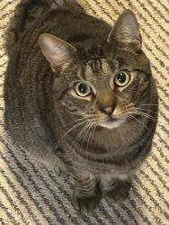 Lost Male Cat last seen Squire Road, Revere, MA 02151