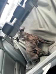 Found/Stray Female Dog last seen Near N Bound Freeway, San Leandro, CA 94577