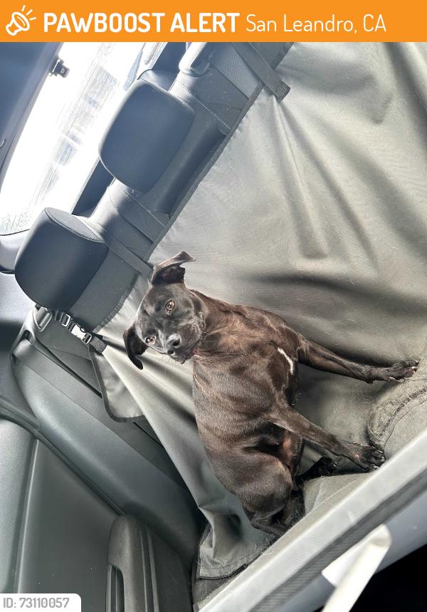 Found/Stray Female Dog last seen Near N Bound Freeway, San Leandro, CA 94577