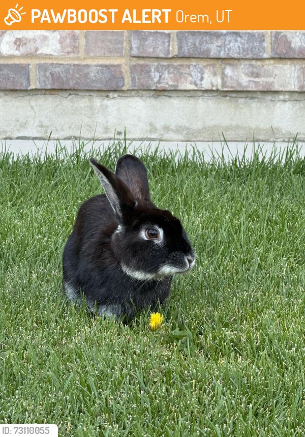 Found/Stray Unknown Rabbit last seen Church, Orem, UT 84057